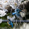 餌渡しNO