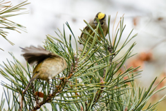 冠羽を広げて威嚇！