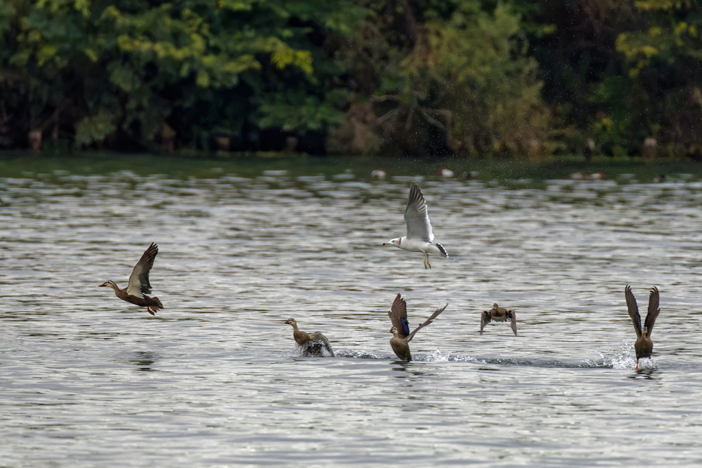 一斉に飛び立つカルガモ達