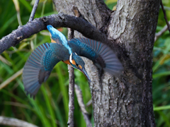 カワセミの飛び出し