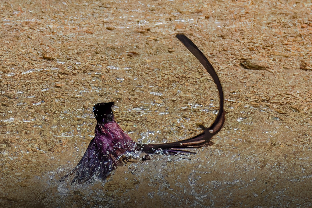 サンコウチョウの水浴び➉