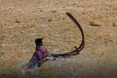 サンコウチョウの水浴び➉