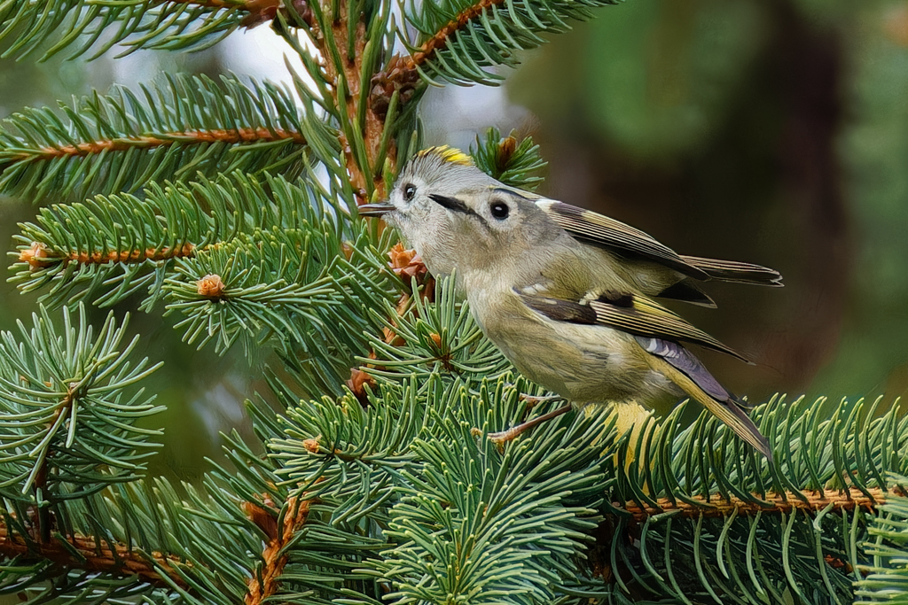 ドイツトウヒに菊ちゃん２羽②