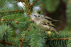 ドイツトウヒに菊ちゃん2羽②