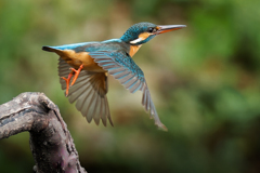 カワセミ♀の飛び出し