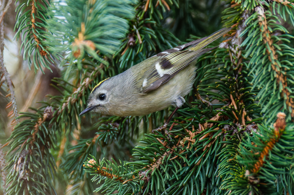 ドイツトウヒにキクイタダキ①
