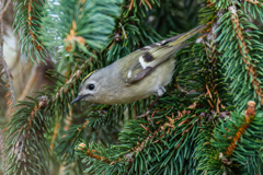 ドイツトウヒにキクイタダキ①