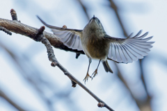 菊ちゃんの飛び出し