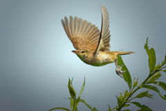 オオヨシキリの飛び出し②