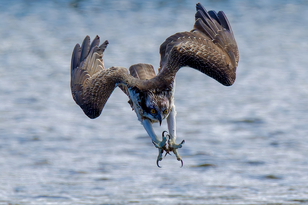 セミダーウインポーズ