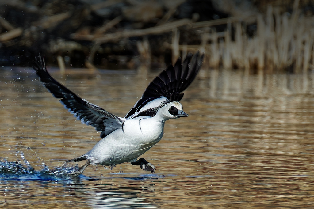 ミコアイサの離水