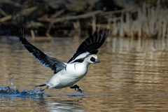 ミコアイサの離水