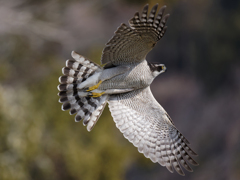 オオタカ飛翔す