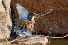 岩陰から飛び出したカワセミ♀①