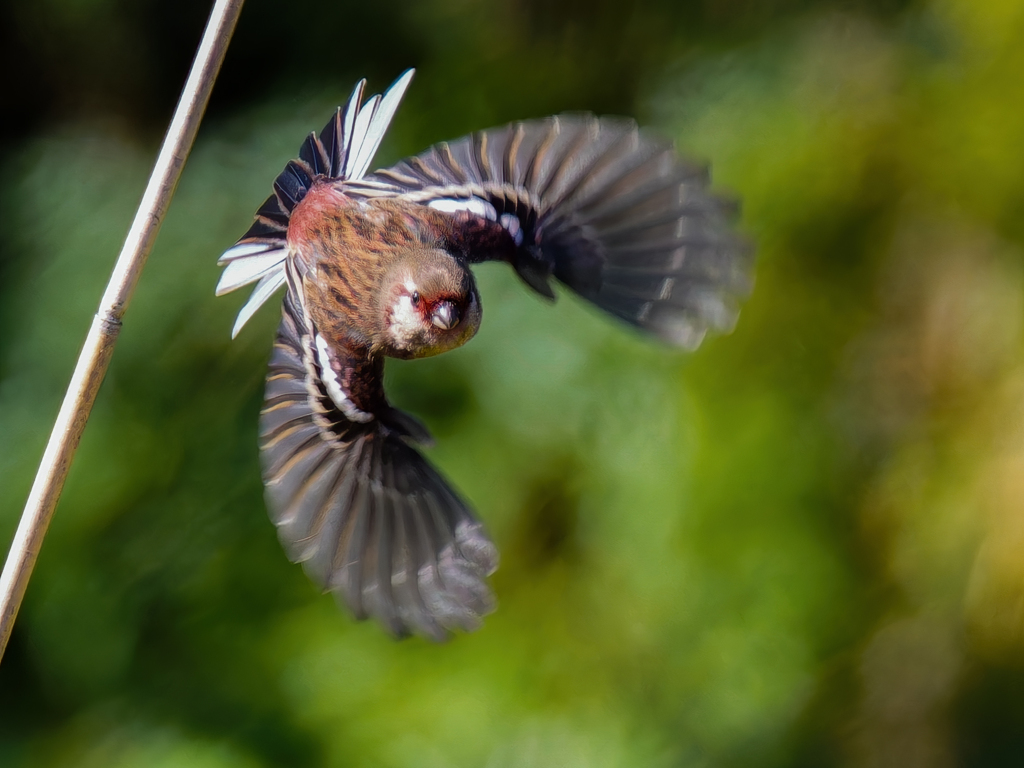 ベニマシコの飛び出し③