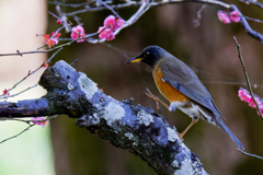 八重紅梅にオオアカハラ