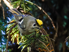 冠羽が開いた菊ちゃん①