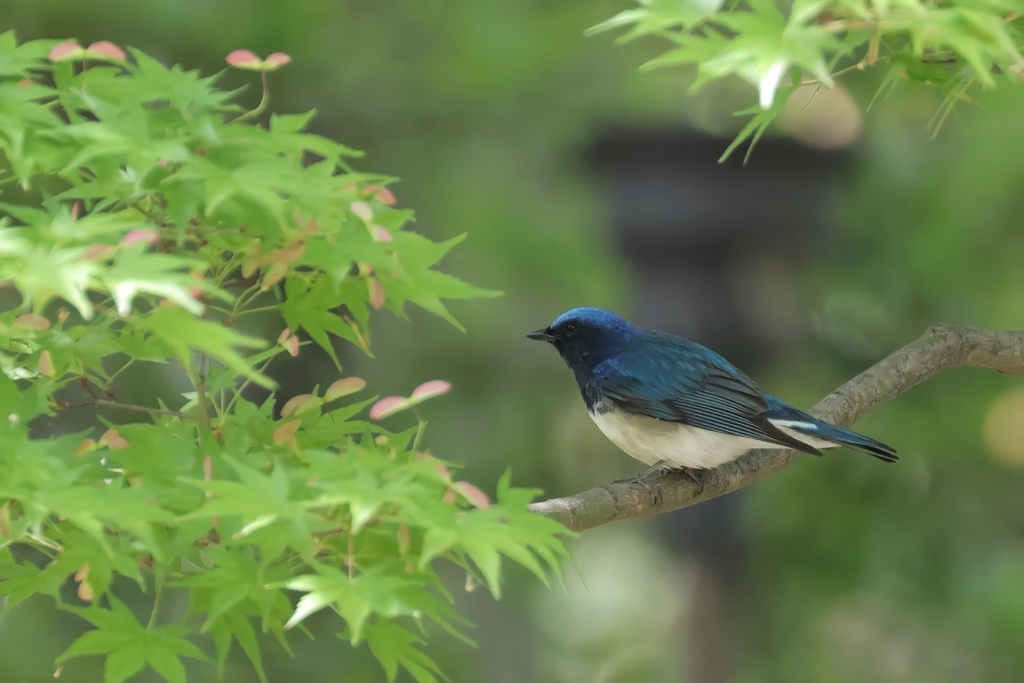 青と緑
