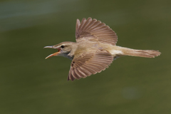 口を開いて飛ぶオオヨシキリ