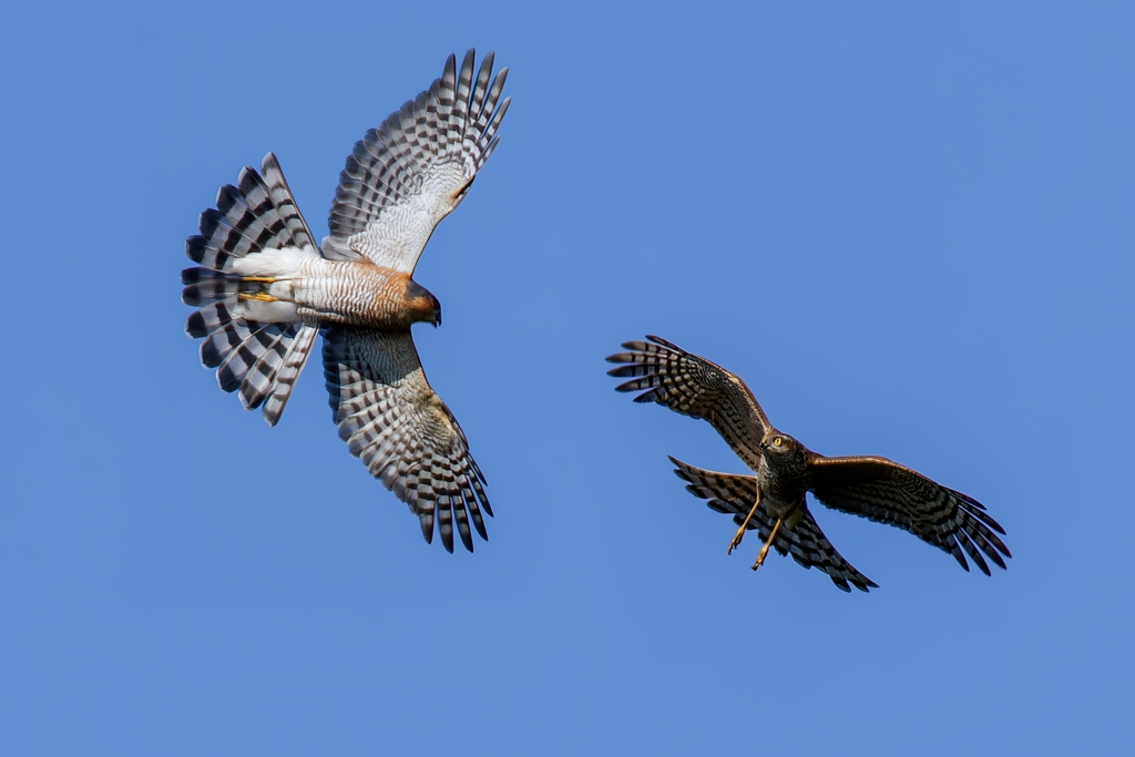 これから始まるバトルの予感