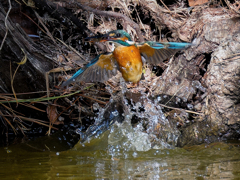 カワセミの離水