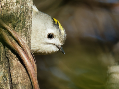 顏出し菊ちゃん