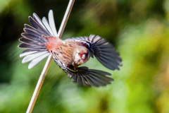 ベニマシコの飛び出し①