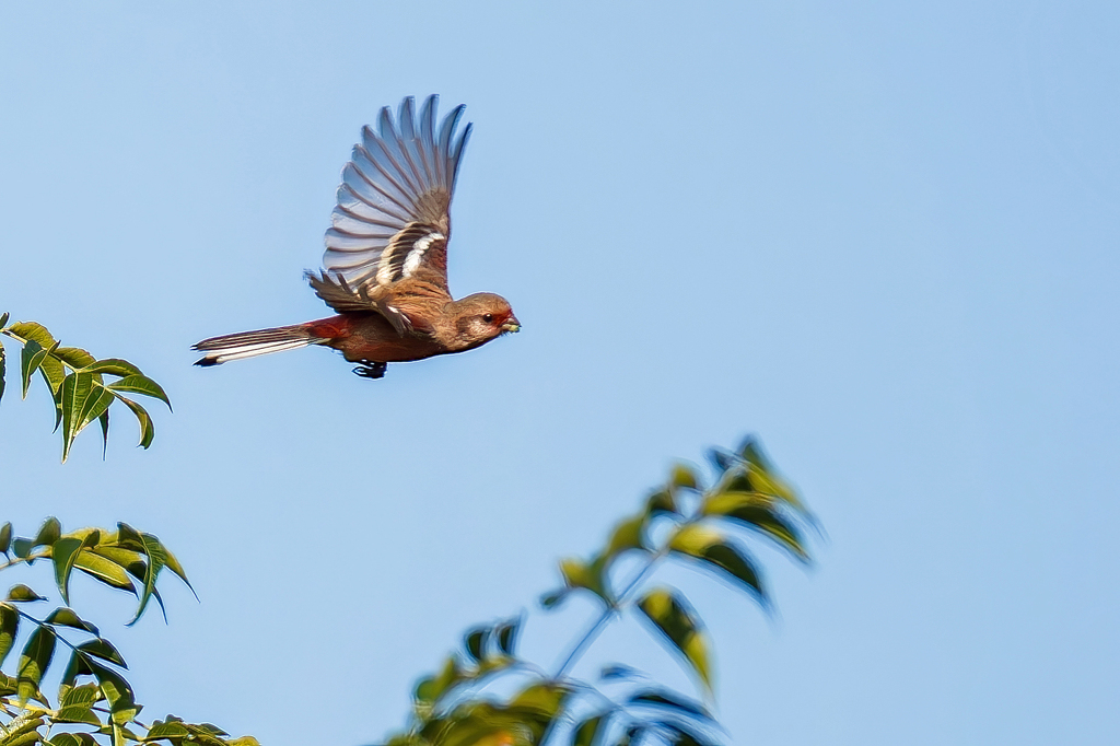 ベニマシコの飛び出し④