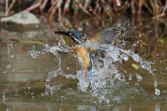 カワセミの離水