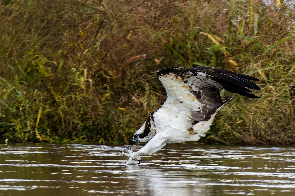 ダーウインポーズ