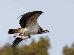 鮒を捕ったミサゴ③