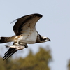 鮒を捕ったミサゴ③
