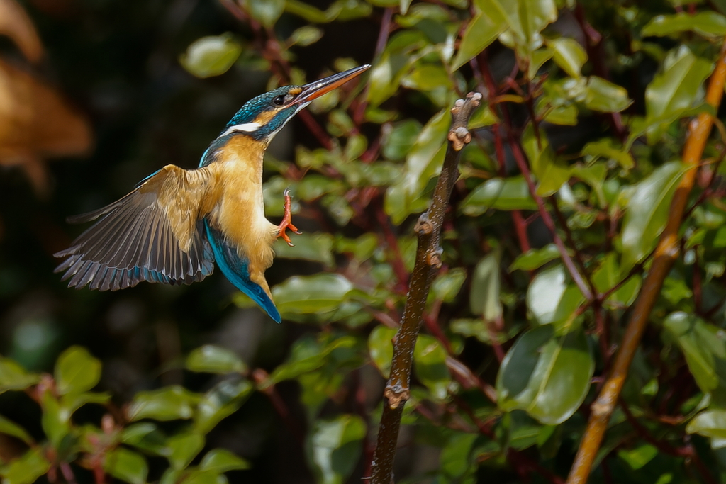 カワセミの飛び着き