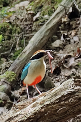 ヤイロチョウ②