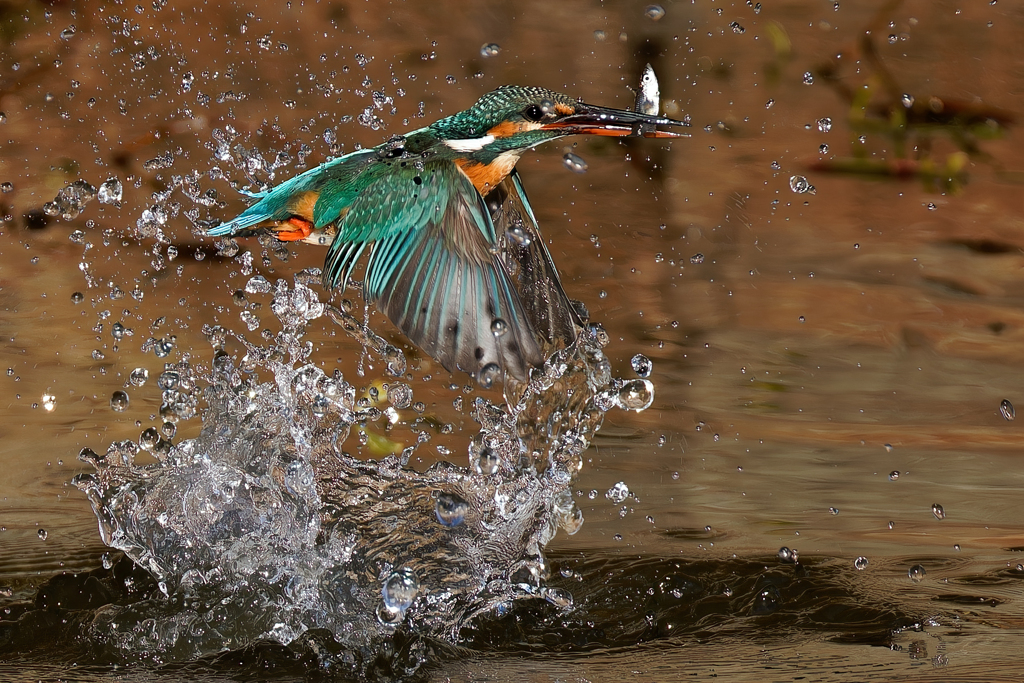 カワセミの魚捕り②