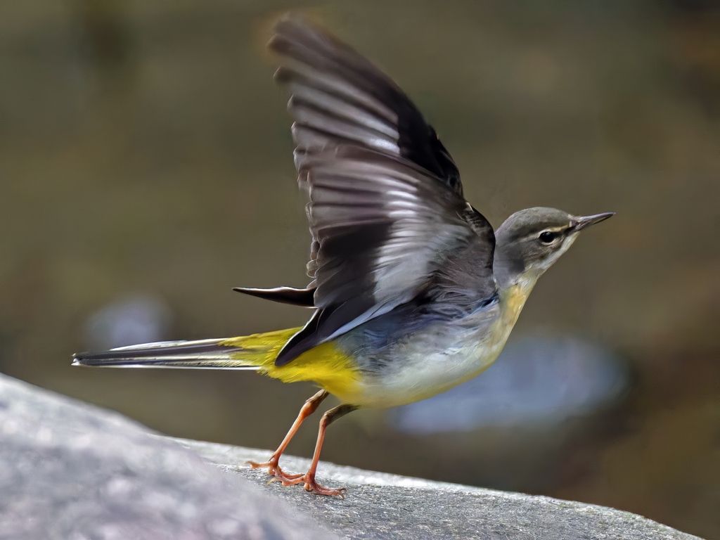 キセキレイの飛び出し