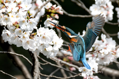 飛び着くカワセミ
