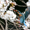 飛び着くカワセミ