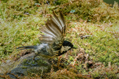 ヒガラの飛び出し