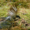 ヒガラの飛び出し