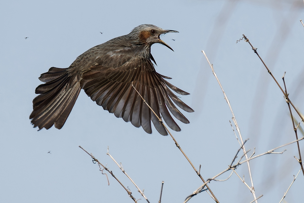 ヒヨドリのユスリカ捕り