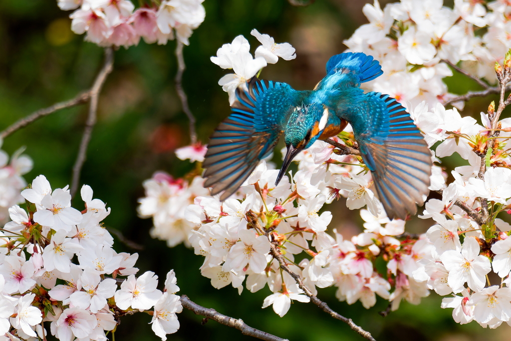 桜カワセミ④