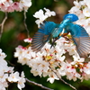 桜カワセミ④