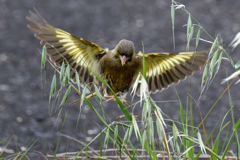 カワラヒワの飛着き③