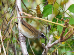 淀川の天然ノゴマ②