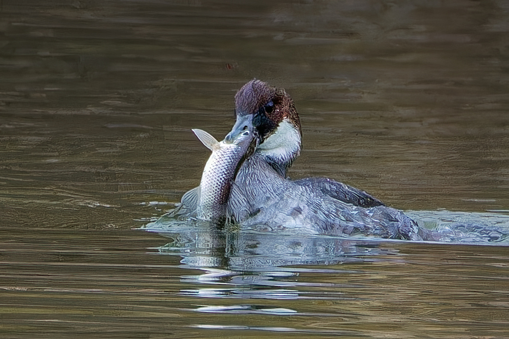 パンダ鴨、魚をゲット！②
