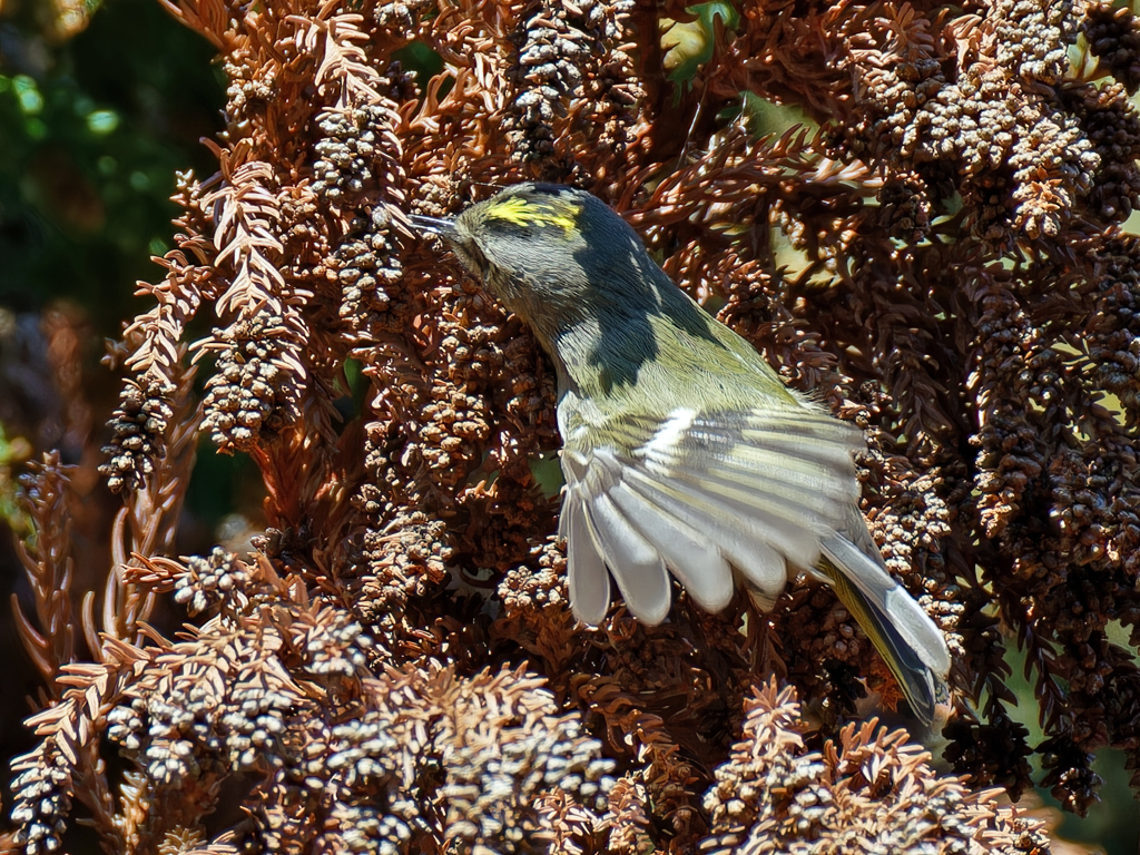 虫を見つけた菊ちゃん