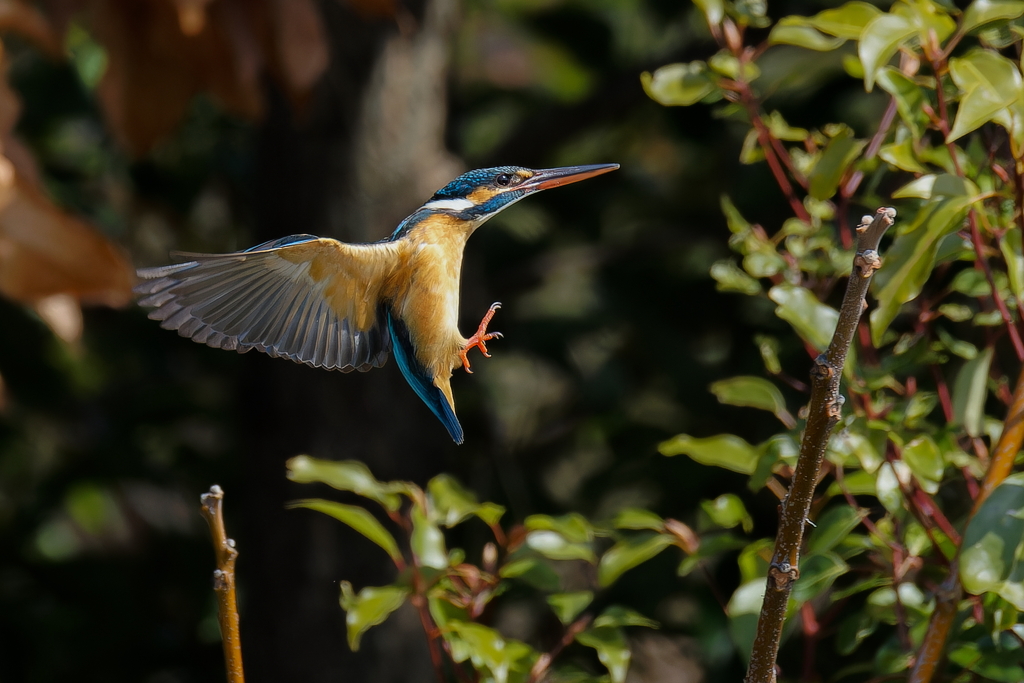 カワセミの飛着き