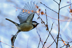 ヨーイスタート