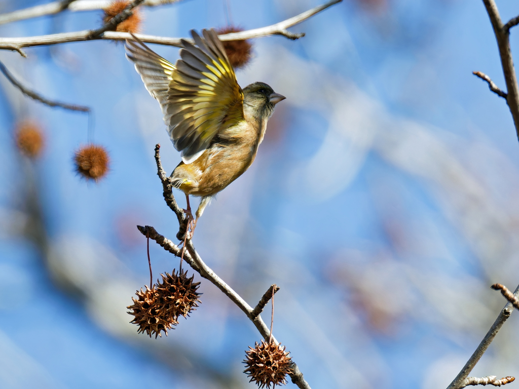アメリカフウに来たカワラヒワ